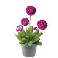 Primula denticulata | kogelsleutelbloem | bolprimula met fuchsia roze bloemkogels | vroege voorjaarsbloeier voor border en pot | pot 6 cm | 5 tot 10 cm hoog bij levering