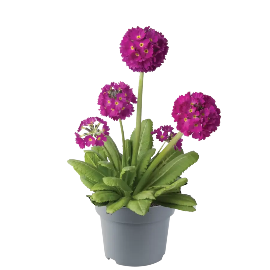 Primula denticulata | kogelsleutelbloem | bolprimula met fuchsia roze bloemkogels | vroege voorjaarsbloeier voor border en pot | pot 6 cm | 5 tot 10 cm hoog bij levering