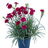 Dianthus Diantica Burgundy | anjer | ca. 20 cm hoog | 11 cm pot