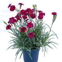 Dianthus Diantica Burgundy (Diantica Burgundy) | bordeauxrode anjer voor pot en border | ca. 20 cm hoog | 11 cm pot