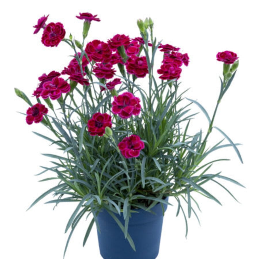 Dianthus Diantica Burgundy (Diantica Burgundy) | bordeauxrode anjer voor pot en border | ca. 20 cm hoog | 11 cm pot