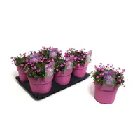 Reigersbek (Erodium × variabile 'Bishop's Form') | pot 10 cm | ±10 cm hoog bij levering