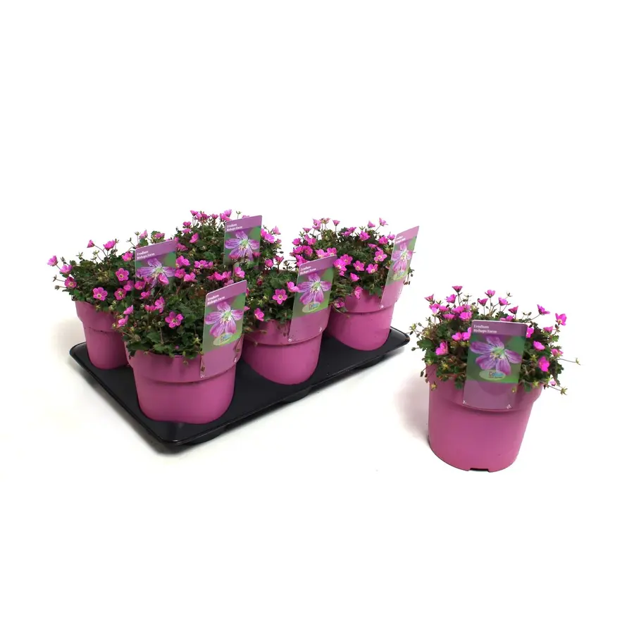 Reigersbek (Erodium × variabile 'Bishop's Form') | pot 13 cm | ±10 cm hoog bij levering