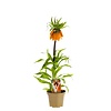 Keizerskroon | Fritillaria imperialis 'Aurora' | 17 cm pot | ca. 10 tot 25 cm bij levering