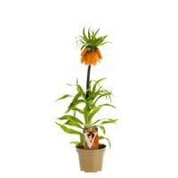 Fritillaria imperialis 'Aurora' | keizerskroon met oranje voorjaarsbloei | 17 cm pot | bol in pot