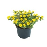 Sanvitalia 'Yellow Beauty' | rijkbloeiende gele bodembedekker | 10 cm pot | ca. 15 cm hoog bij levering