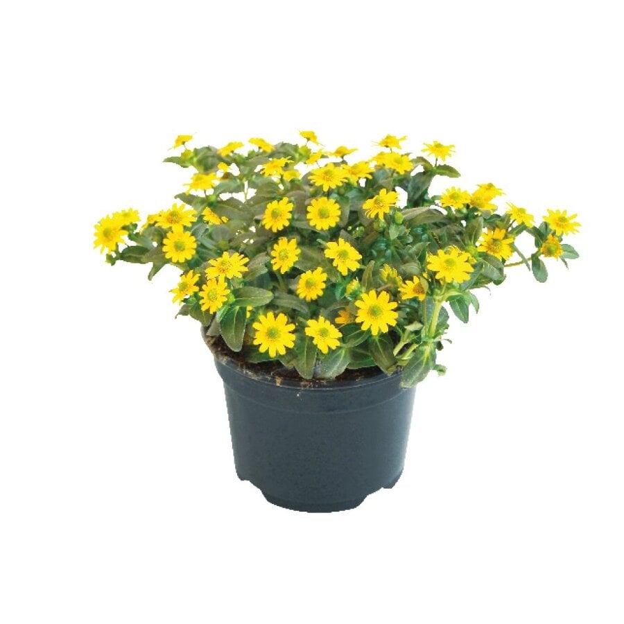 Sanvitalia 'Yellow Beauty' | rijkbloeiende gele bodembedekker | 10 cm pot | ca. 15 cm hoog bij levering