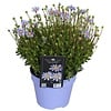 Blauwe madelief | Felicia amelloides 'Felicitara Blue' | pot 12 cm | ca. 15 cm hoog bij levering