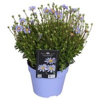 Felicia amelloides 'Felicitara Blue' | Blauwe madelief in 12 cm pot | ca. 15 cm | zomerlang blauwe bloemen
