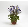 Akelei Aquilegia 'Earlybird Blue White' | 13cm pot | 15-25cm hoog