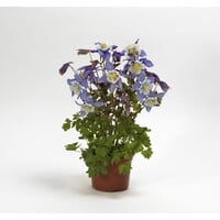 Akelei Aquilegia 'Earlybird Blue White' | compact blauw wit | 13cm pot | hoogte bij levering 15-25cm
