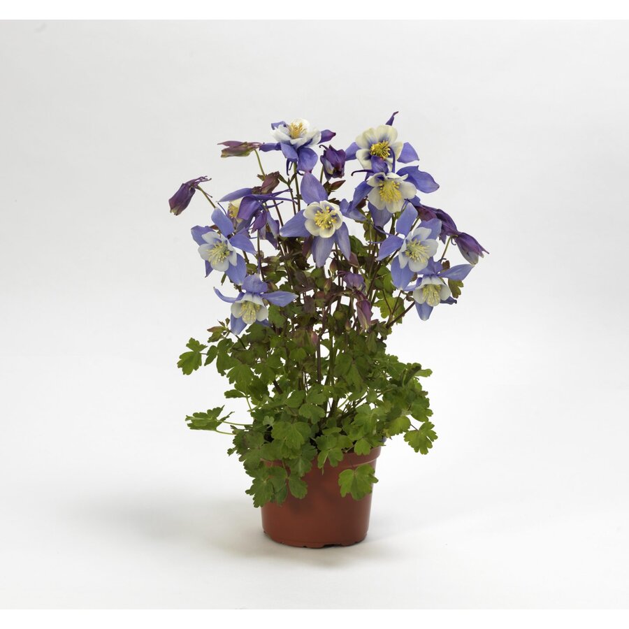 Akelei Aquilegia 'Earlybird Blue White' | compact blauw wit | 13cm pot | hoogte bij levering 15-25cm