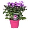 Senetti (cineraria) mix | 12cm pot | ca. 20 cm hoog | per stuk