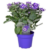 Pericallis × hybrida Senetti (cineraria) | mix kleuren | 12cm pot | ca. 20 cm hoog | verkoop per stuk