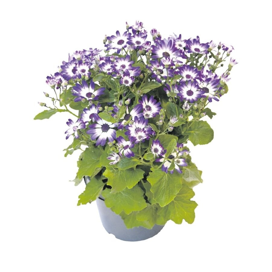 Pericallis × hybrida Senetti (cineraria) | mix kleuren | 12cm pot | ca. 20 cm hoog | verkoop per stuk