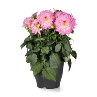 Dahlia gemixt van kleur | 12 cm pot | ca. 20 cm hoog bij levering | per stuk | zomerbloeier voor zon
