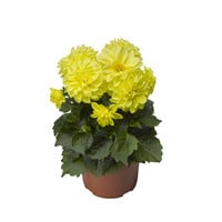 Dahlia gemixt van kleur | 12 cm pot | ca. 20 cm hoog bij levering | per stuk | zomerbloeier voor zon