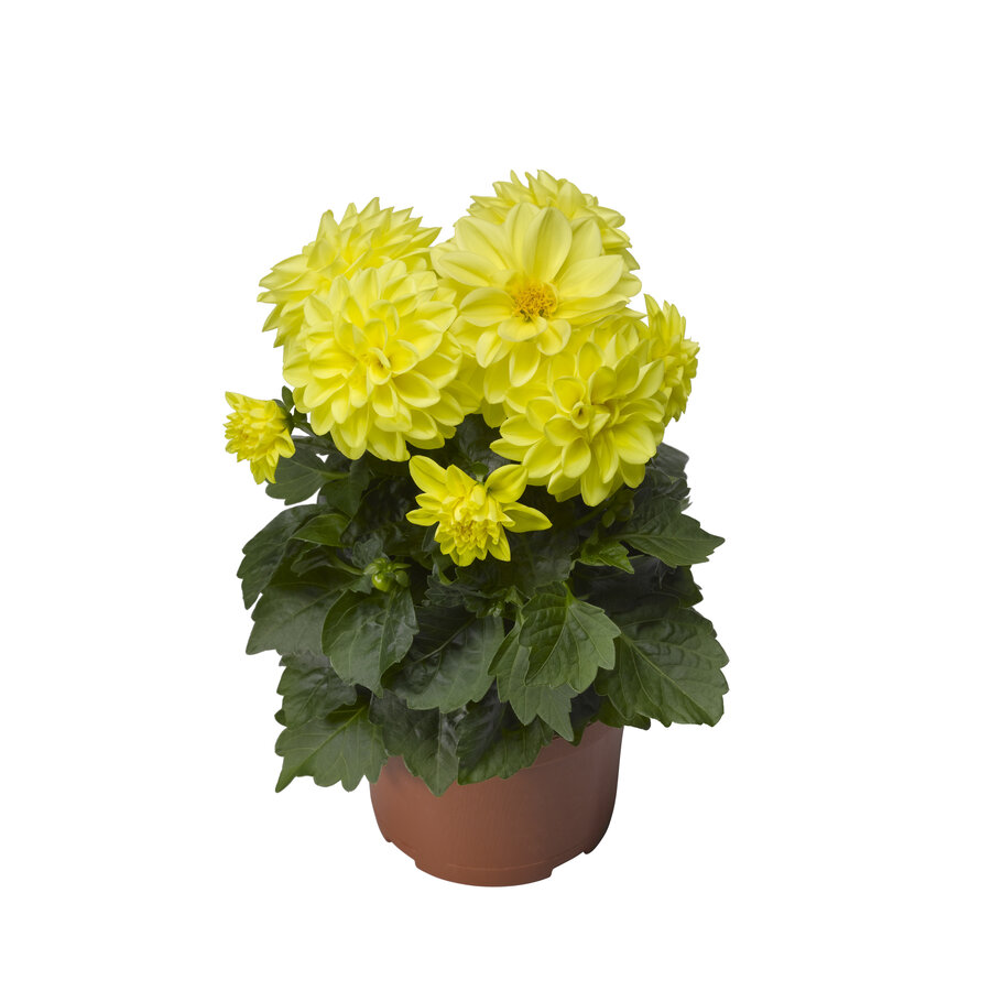 Dahlia gemixt van kleur | 12 cm pot | ca. 20 cm hoog bij levering | per stuk | zomerbloeier voor zon