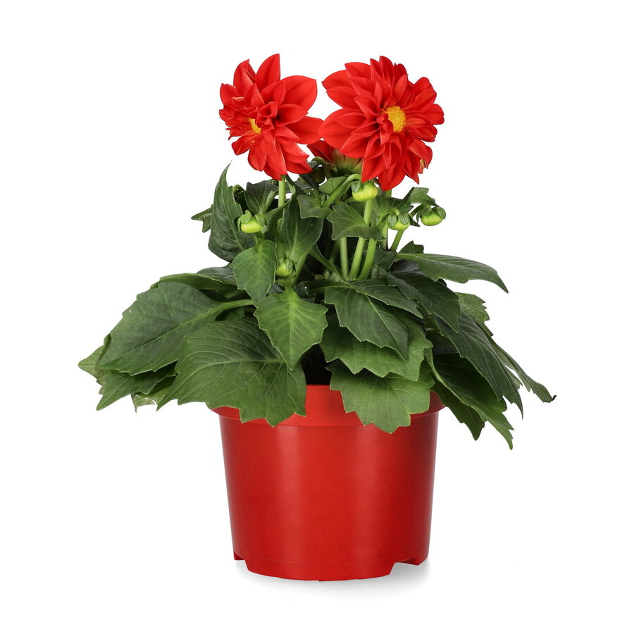 Dahlia gemixt van kleur | 12 cm pot | ca. 20 cm hoog bij levering | per stuk | zomerbloeier voor zon