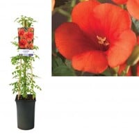 Campsis (trompetklimmer) oranje in 12 cm pot