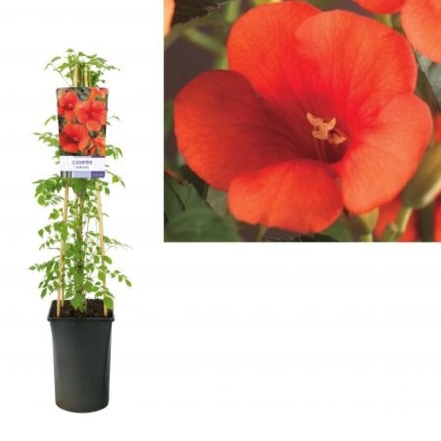 Campsis (trompetklimmer) oranje in 12 cm pot