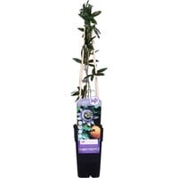 assiflora caerulea | blauwe passiebloem klimplant | 12 cm pot | hoogte bij levering ca. 50 cm