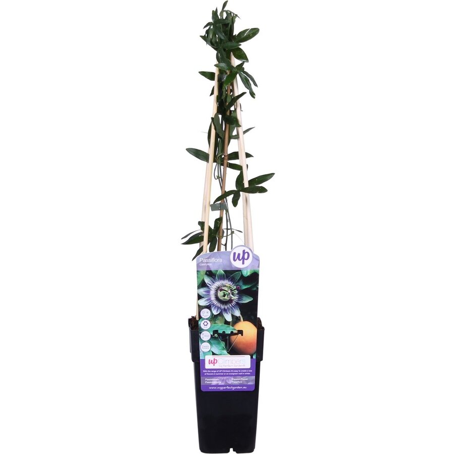 Passiflora caerulea | blauwe passiebloem klimplant | 12 cm pot | hoogte bij levering ca. 50 cm