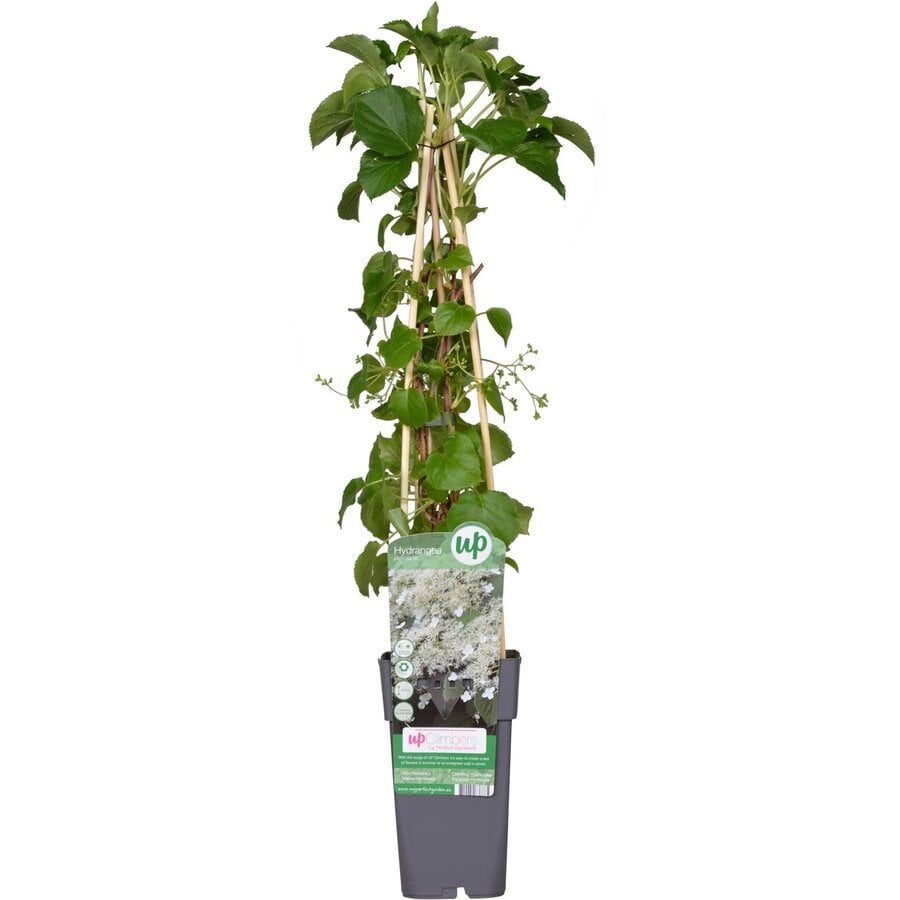 Klimhortensia (Hydrangea anomala subsp. petiolaris) | zelfhechtende klimplant voor muur en schutting | 14 cm pot | circa 40 cm hoog bij levering