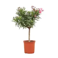 Nerium oleander op stam | laurierroos kuipplant | diverse kleuren | pot 13 | 45 cm bij levering | per stuk