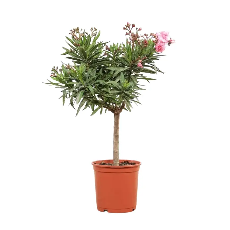 Nerium oleander op stam | laurierroos kuipplant | diverse kleuren | pot 13 | 45 cm bij levering | per stuk