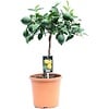 Meyer citroen | Citrus limonum "Meyer" | 60 cm | 17 cm pot