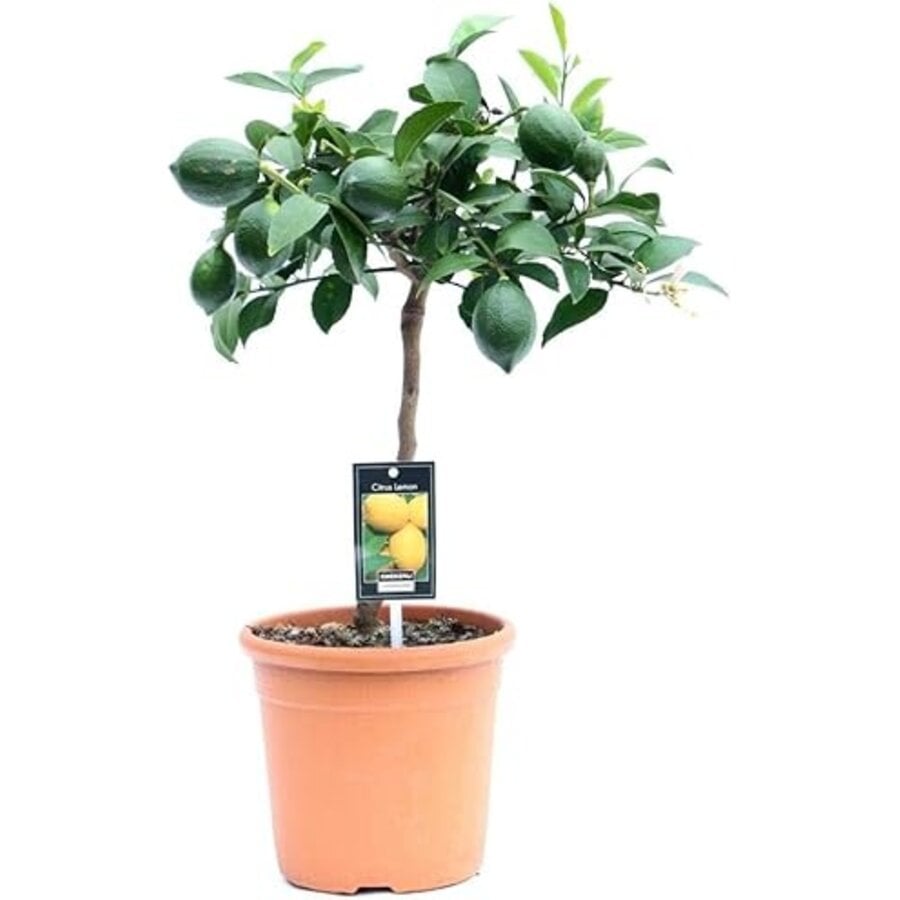 Meyer citroenboom | Citrus limonum "Meyer" | 60 cm hoog bij levering | 17 cm pot | mediterrane kuipplant voor terras en balkon