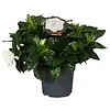 Gardenia jasminoides | 13 cm pot | ca. 25 cm hoog