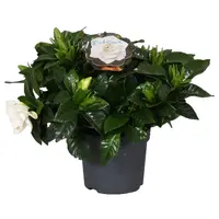 Gardenia jasminoides (kaapse jasmijn) | 13 cm pot | ca. 25 cm hoog bij levering | geurige witte bloemen