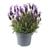 Lavandula stoechas Bella Toscane | 12 cm pot | ca. 20 tot 25 cm hoog