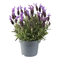 Kuiflavendel Lavandula stoechas Bella Toscane | P12 | ca. 20 tot 25 cm | rijkbloeiend en geurend