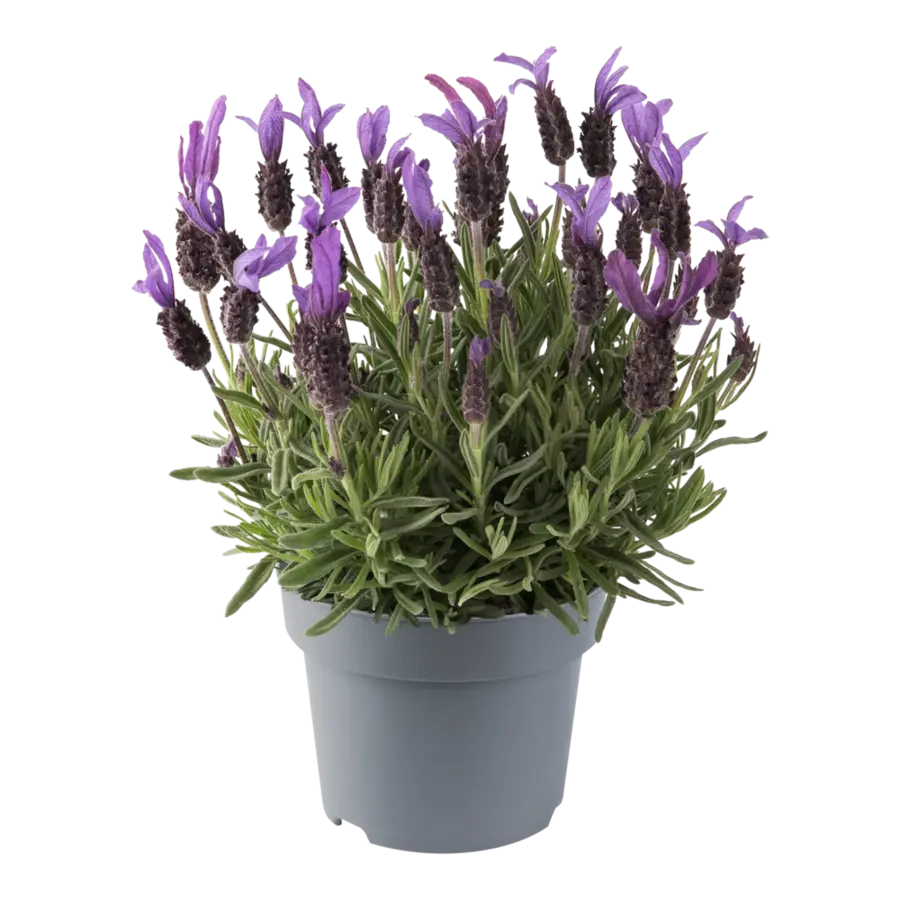 Kuiflavendel Lavandula stoechas Bella Toscane | P12 | ca. 20 tot 25 cm | rijkbloeiend en geurend