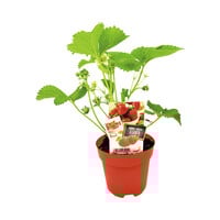 Fragaria × ananassa 'Elsanta' aardbeiplant | 9cm pot | stevige, smaakvolle aardbeien voor tuin en balkon