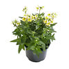 Nemesia geel | 10 cm pot | ±15 cm hoog