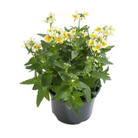 Nemesia geel | compacte zomerbloeier in 10 cm pot | ±15 cm hoog bij levering