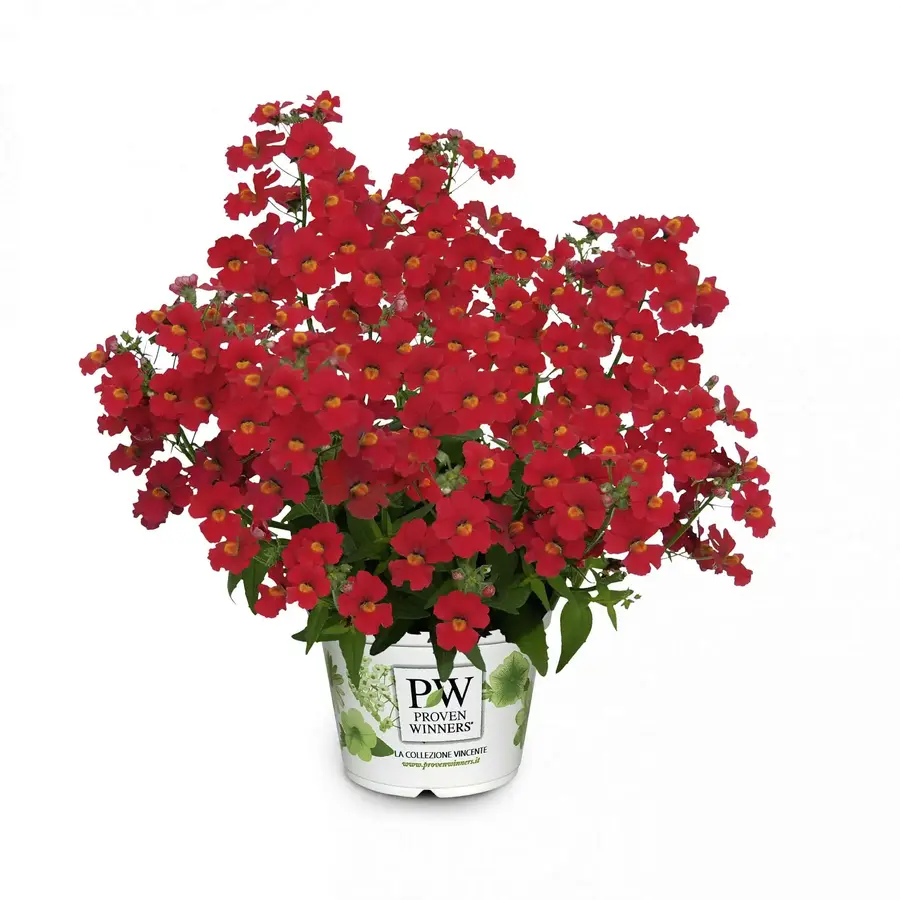 Nemesia rood (Nemesia) | 10 cm pot | ca. 15 cm hoog bij levering | rijke zomerbloei voor balkon en tuin
