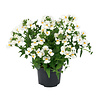 Nemesia wit | pot 10 cm | ca. 10|20 cm hoog