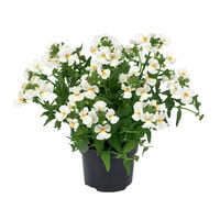 Nemesia wit in 10 cm pot | rijkbloeiende zomerbloeier voor potten, balkon en border | ca. 10|20 cm bij levering