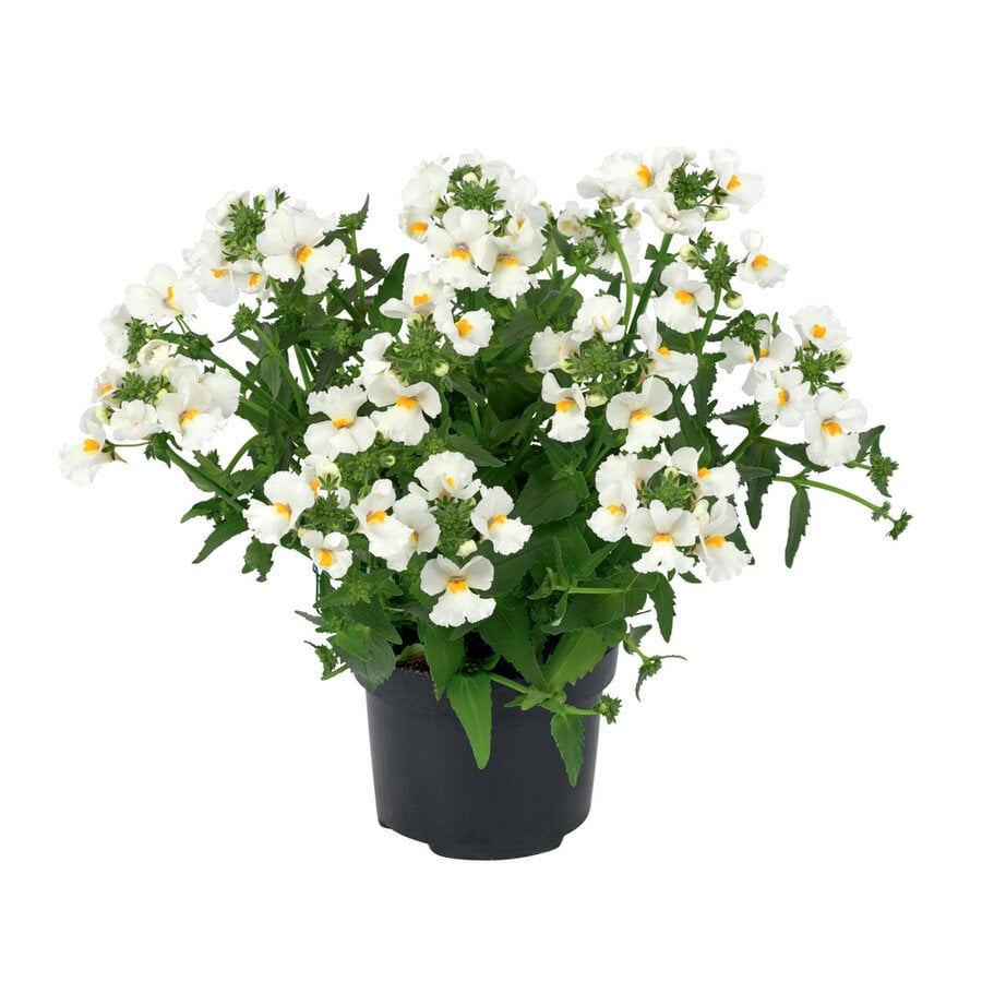 Nemesia wit in 10 cm pot | rijkbloeiende zomerbloeier voor potten, balkon en border | ca. 10|20 cm bij levering