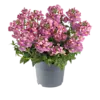 Nemesia roze | 10 cm pot | 10|15 cm hoog bij levering