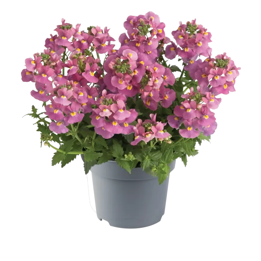 Nemesia roze (Nemesia × hybrida) | 10 cm pot | compacte zomerbloeier voor pot en border