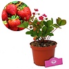 Rozebloeiende aardbei | Fragaria | 12 cm pot | 10 tot 15 cm hoog