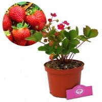 Rozebloeiende aardbei | Fragaria × ananassa | 12 cm pot | 10 tot 15 cm hoog bij levering
