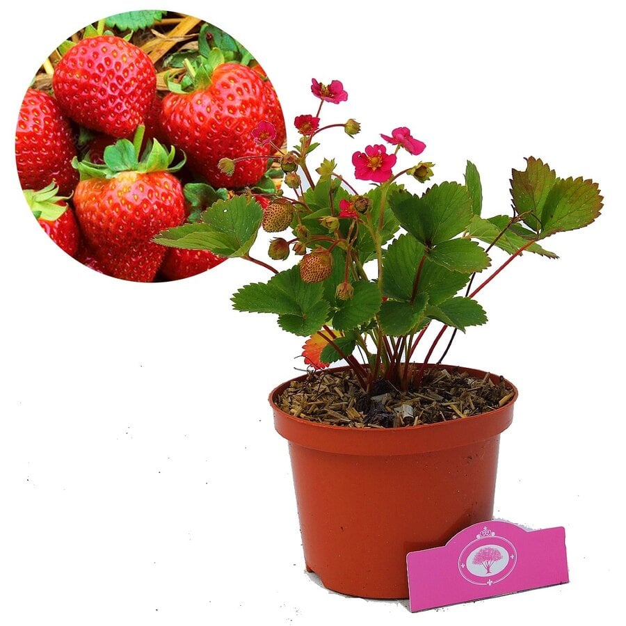 Rozebloeiende aardbei | Fragaria × ananassa | 12 cm pot | 10 tot 15 cm hoog bij levering