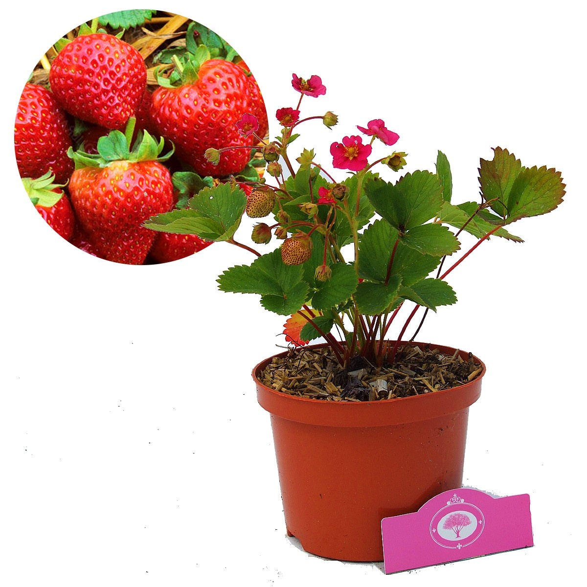 Rozebloeiende aardbei Fragaria | 12 cm pot | roze bloemen - Junai.nl